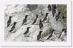 ruokit Razorbill * 3045 x 1815 * (3.81MB)
